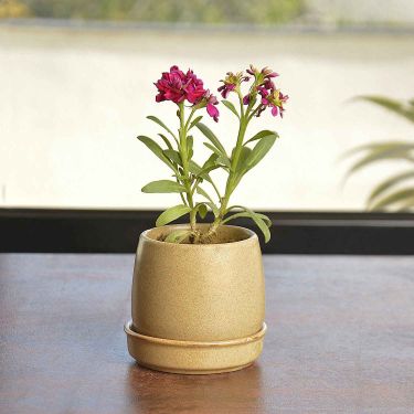 Handcrafted Ceramic Planter Pot with Tray (Sand Yellow, Diameter - 7 cm, Height - 8.5 cm)