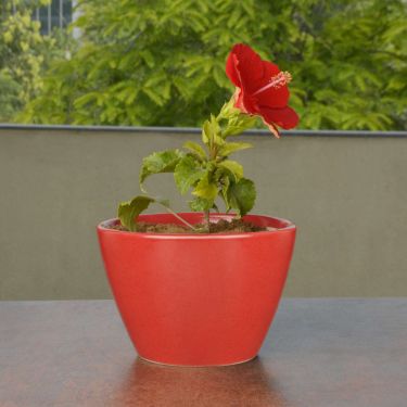 Hand Painted Ceramic Planter Pot (Red, Diameter - 15 cm, Height - 10 cm) | Indoor & Outdoor Planter | Succulent Pot | Decorative Planter for Living Room and Balcony